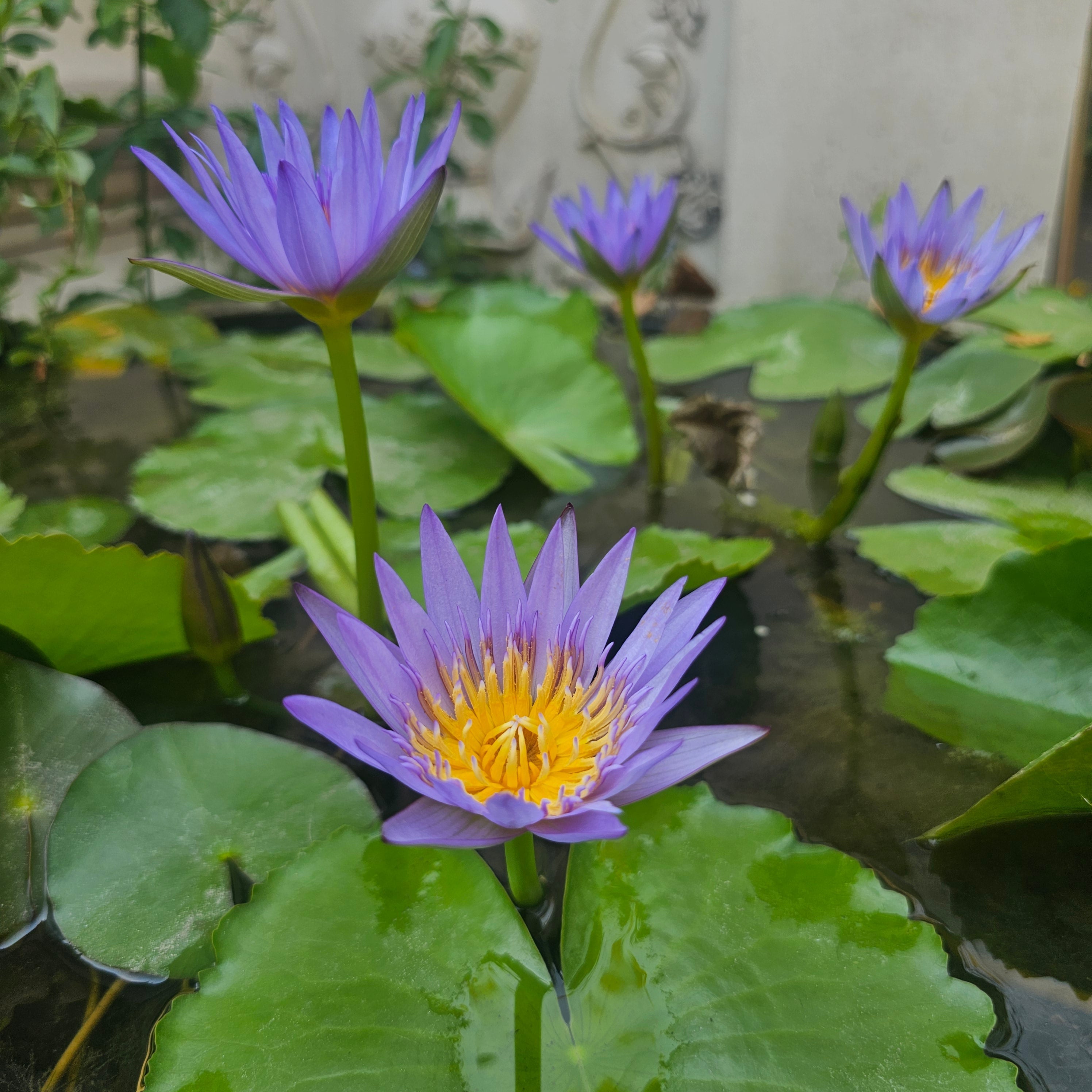 尼羅河的藍色祕密：埃及睡蓮的神聖旅程