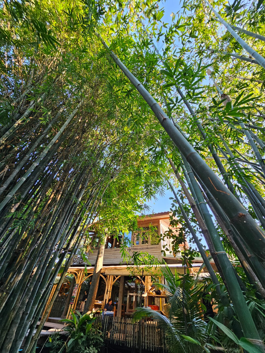 竹子的永恆優雅：寧靜與堅韌的古老故事