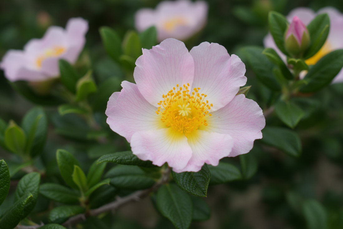 從陰影蛻變的守護 – 美杜莎的靈魂與岩玫瑰的療癒力量