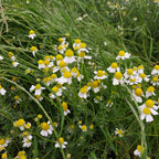 Unveil Bulgaria's Rose Festival: A Journey Through Ancient Mysteries and Fragrant Alchemy