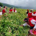 Unveil Bulgaria's Rose Festival: A Journey Through Ancient Mysteries and Fragrant Alchemy