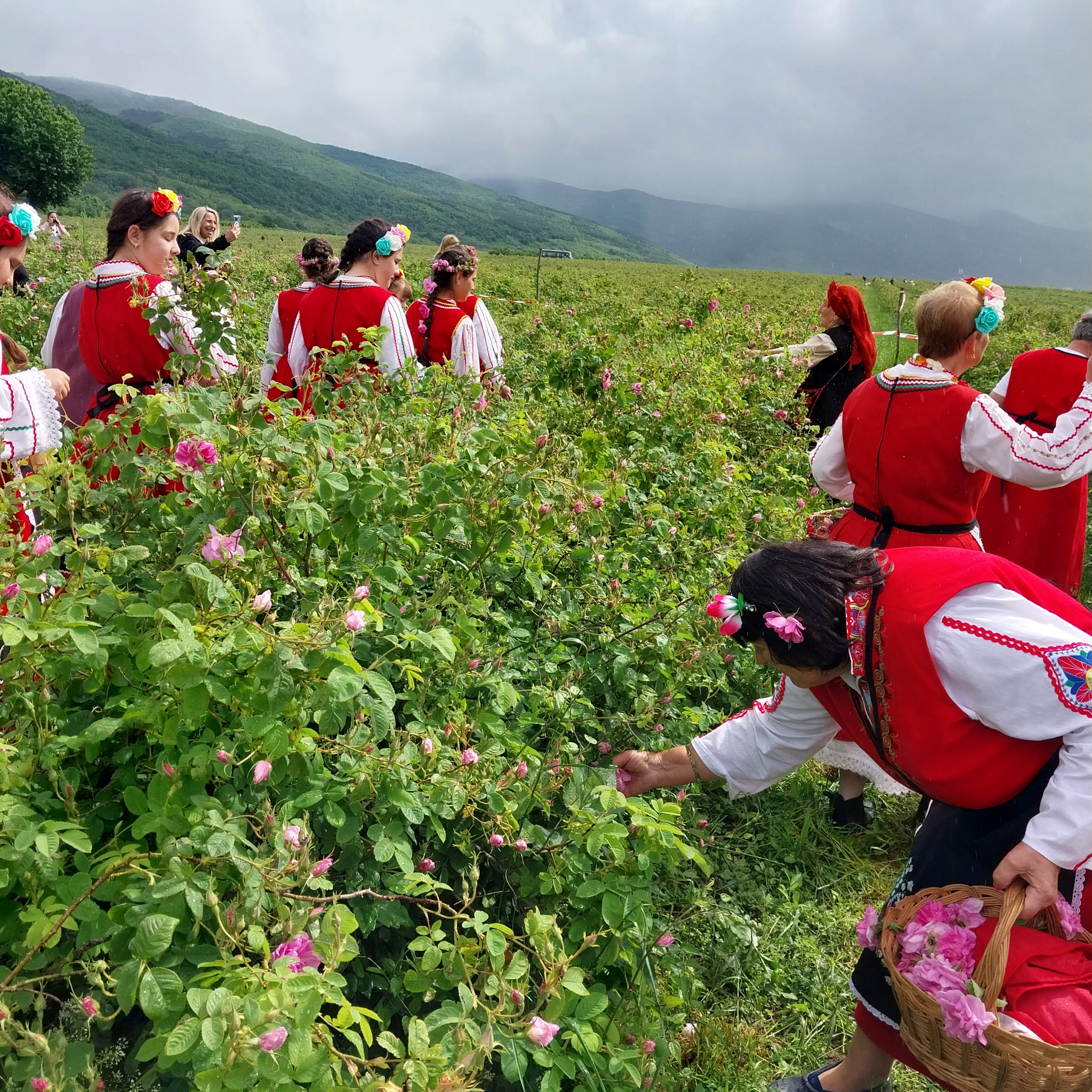Unveil Bulgaria's Rose Festival: A Journey Through Ancient Mysteries and Fragrant Alchemy