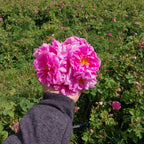 Unveil Bulgaria's Rose Festival: A Journey Through Ancient Mysteries and Fragrant Alchemy