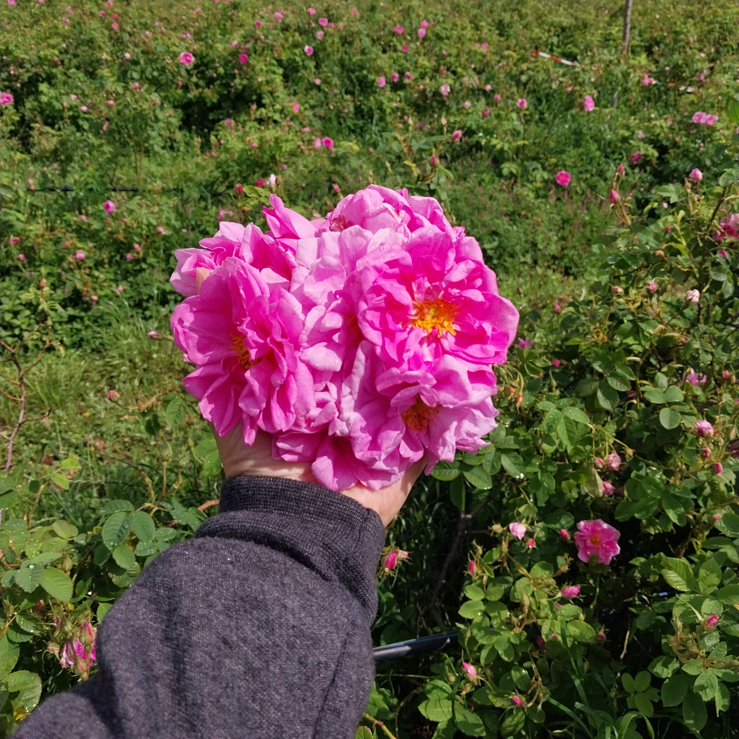 Unveil Bulgaria's Rose Festival: A Journey Through Ancient Mysteries and Fragrant Alchemy