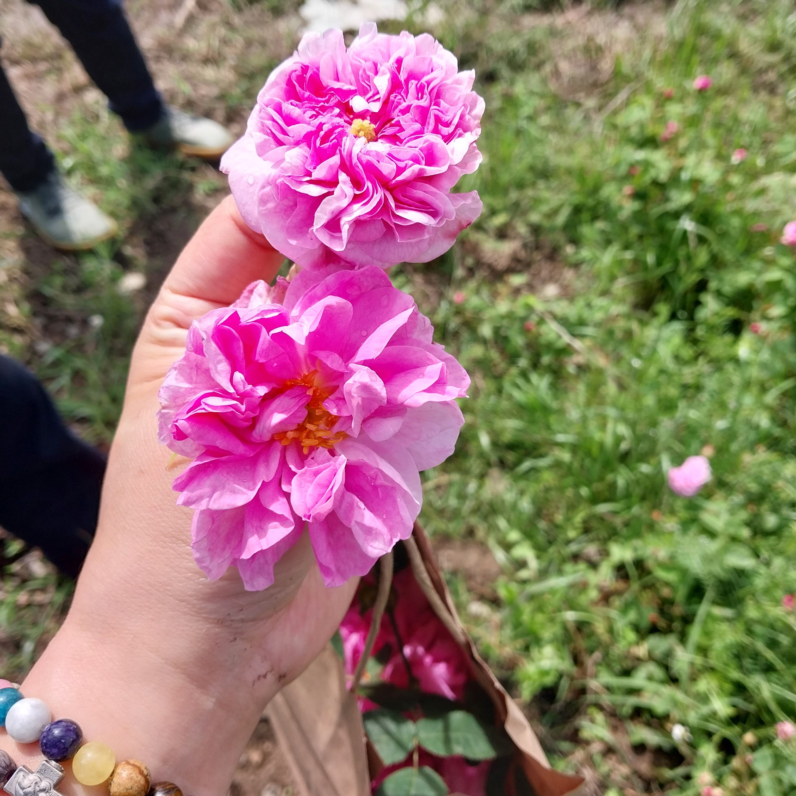 Unveil Bulgaria's Rose Festival: A Journey Through Ancient Mysteries and Fragrant Alchemy