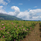 Unveil Bulgaria's Rose Festival: A Journey Through Ancient Mysteries and Fragrant Alchemy