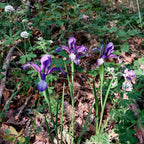 Unveil Bulgaria's Rose Festival: A Journey Through Ancient Mysteries and Fragrant Alchemy