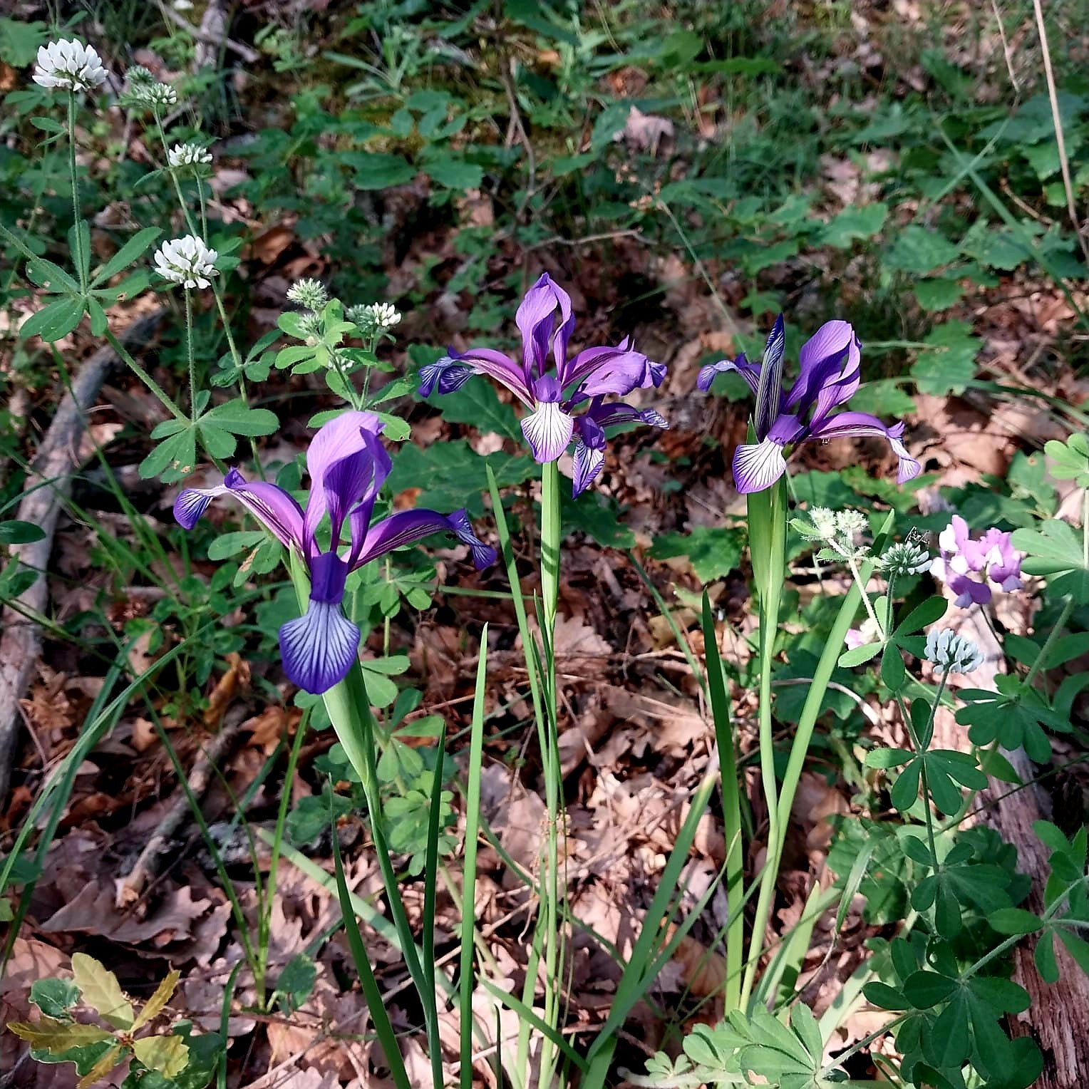 Unveil Bulgaria's Rose Festival: A Journey Through Ancient Mysteries and Fragrant Alchemy