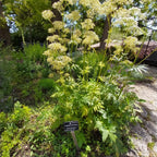 Unveil Bulgaria's Rose Festival: A Journey Through Ancient Mysteries and Fragrant Alchemy