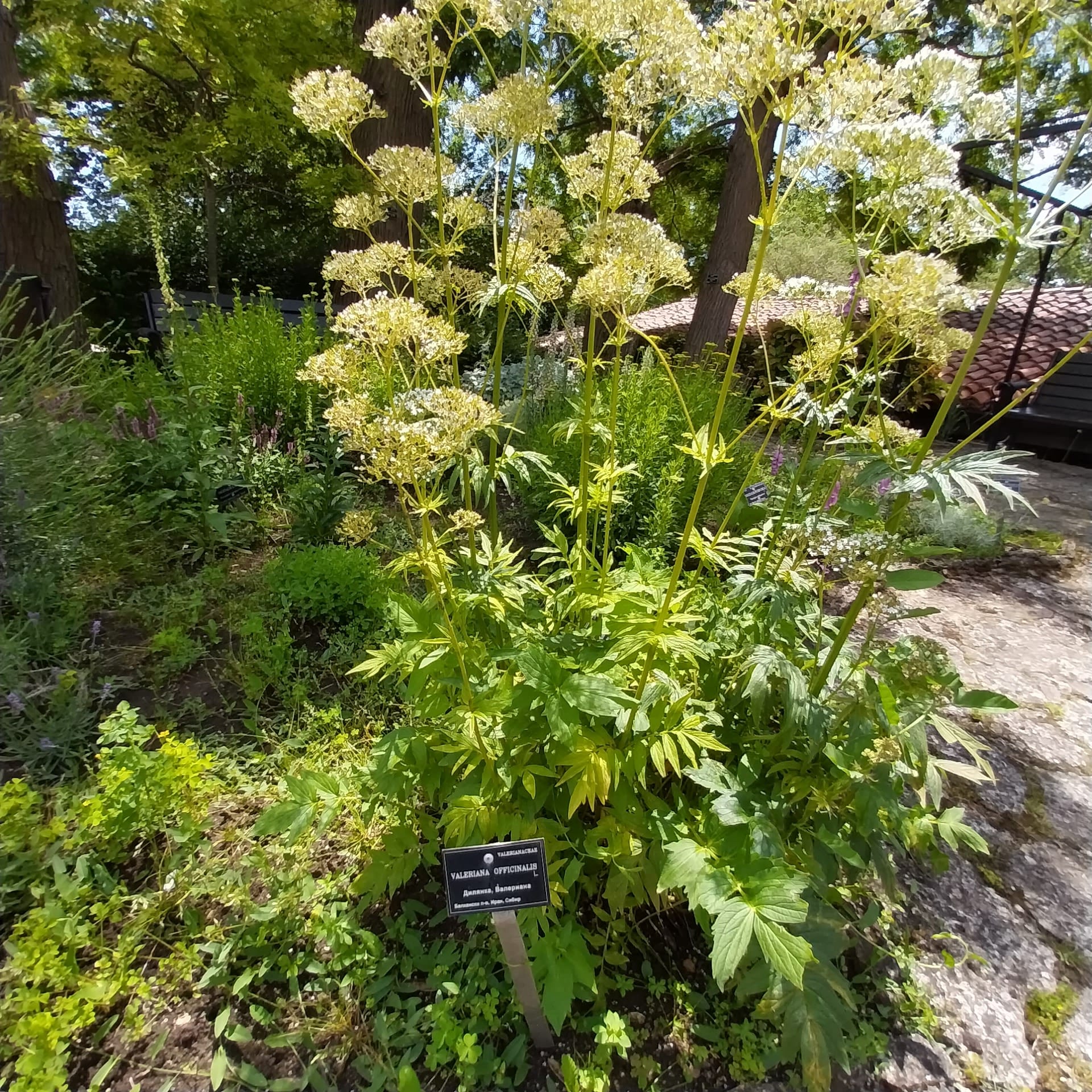 Unveil Bulgaria's Rose Festival: A Journey Through Ancient Mysteries and Fragrant Alchemy