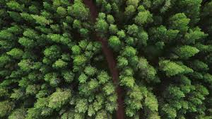 松 /Chung/ 古龍水身體噴霧